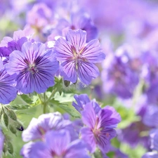 Flowers, geranium, purple