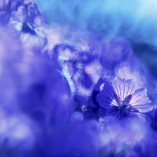 Flowers, geranium, purple