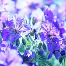 Flowers, geranium, purple