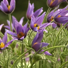 Flowers, pasque, purple