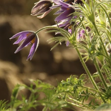 Flowers, pasque, purple