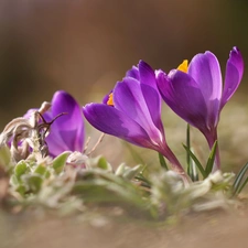 purple, Spring, Flowers, crocuses