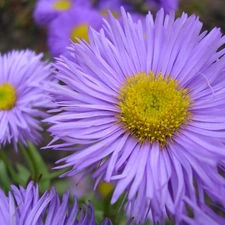 Flowers, Yellow, purple