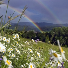 Great Rainbows, Meadow, Flowers