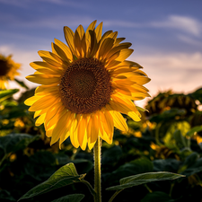 Colourfull Flowers, rapprochement, blur, Sunflower