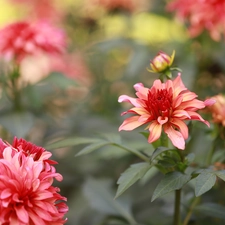 Flowers, dahlias, Red