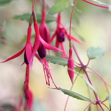 Flowers, fuchsia, Red