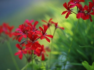 Colourfull Flowers, red hot, geranium
