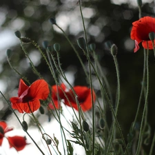 Flowers, papavers, Red