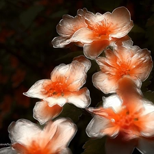 Flowers, white, Red