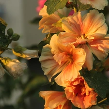 yellow-red, Hollyhocks, Flowers