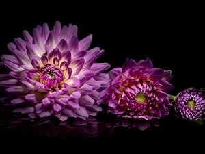Colourfull Flowers, reflection, Blackness, Dalia