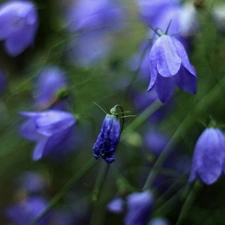 Flowers, purple, ringtones