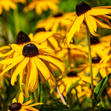 Rudbeckia brilliant, Yellow, Flowers