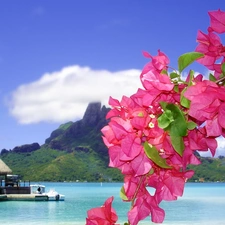 Flowers, Bougainvillea, Tropical, Platforms, sea