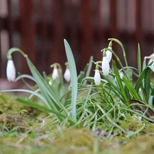 snowdrops, Flowers