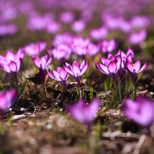Spring, purple, crocuses, Flowers