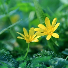 Yellow, Flowers, fig buttercup, Spring