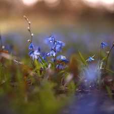 grass, rapprochement, Blue, Flowers, Siberian squill