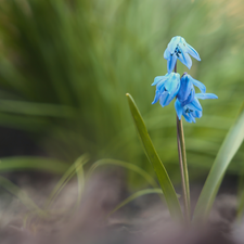 squill, blue, Colourfull Flowers