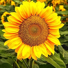 Colourfull Flowers, Sunflower, Leaf, bloom