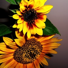 Nice sunflowers, Brown, Flowers, yellow