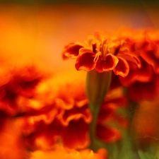 Tagetes, Orange, Flowers, Turki