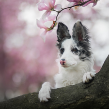 Flowers, Magnolia, Border Collie, Lod on the beach, dog