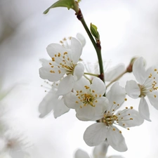 trees, White, Flowers, fruit