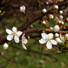 trees, White, Flowers, fruit