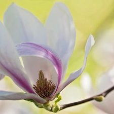 twig, Magnolia, Colourfull Flowers