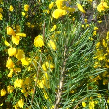 twig, Yellow, Flowers, pine