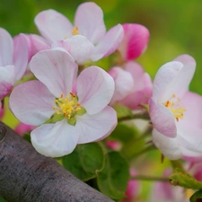 Flowers, Twigs, fruit, flourishing, trees