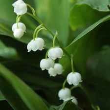 lily of the Valley, White, flowers