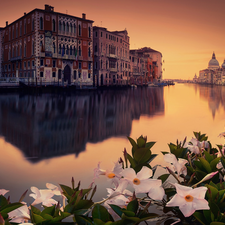 Houses, Flowers, Venice, canal, Italy