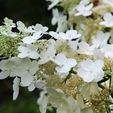 White, Flowers