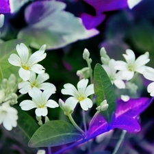 White, Flowers