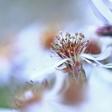 Flowers, Astra, White