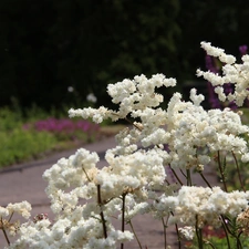 Flowers, Bush, White