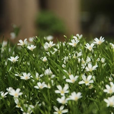 Flowers, Cerastium, White