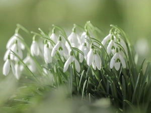 White, snowdrops, cluster, Flowers