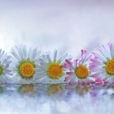 Flowers, daisies, White