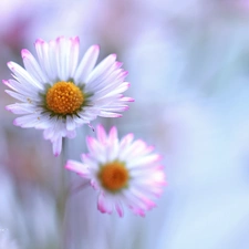 Flowers, daisies, White