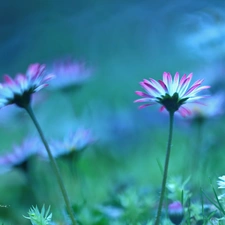 Flowers, daisies, White