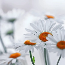 Flowers, daisy, White