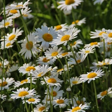 Flowers, daisy, White