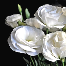 Flowers, Eustoma, White