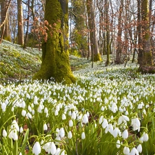 Flowers, forest, White