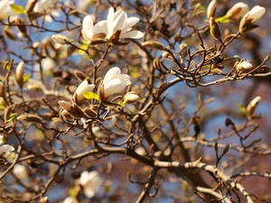 Flowers, Magnolia, White