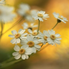 Flowers, milfoil, White